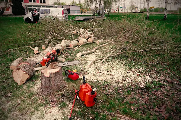 Baumfällung