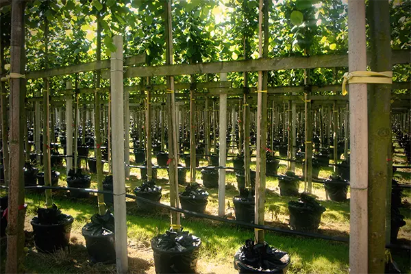 Anliefern von Pflanzen