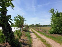 Baumpflanzungen Gemeinde Steinreich